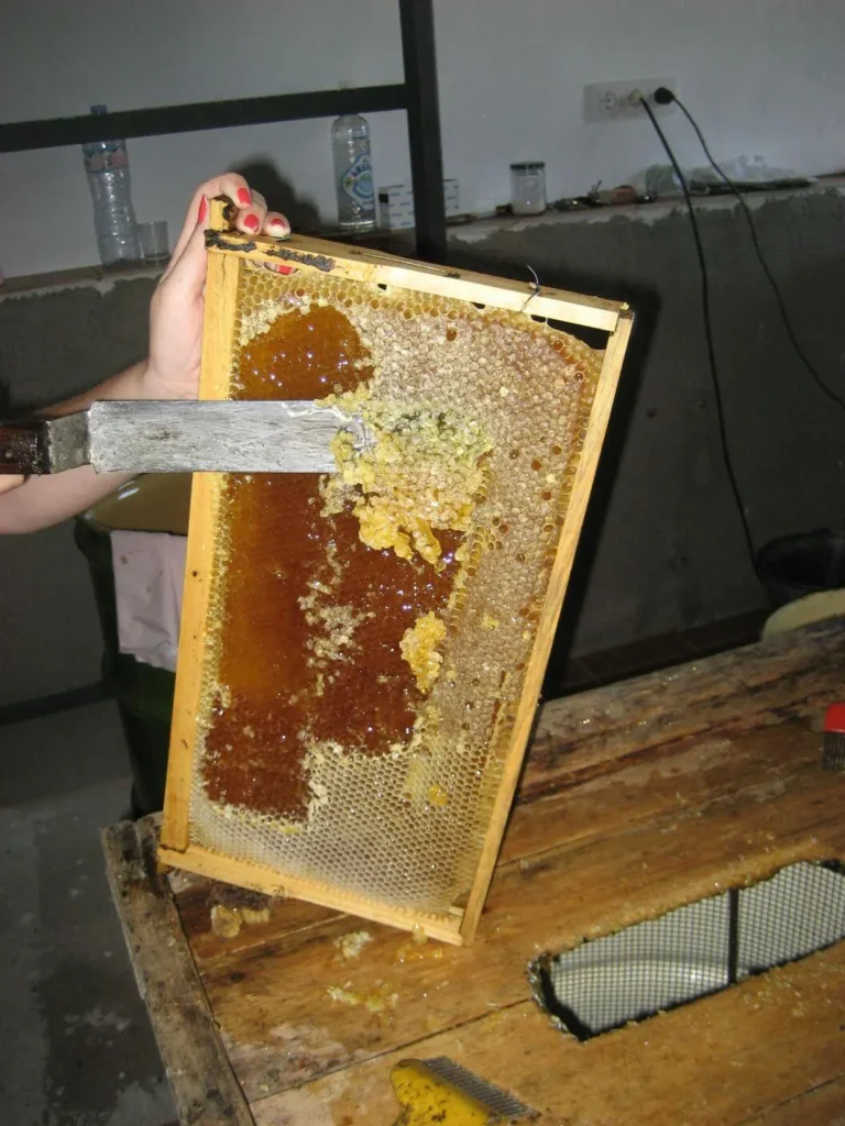 Unas manos recolectando un panal con una herramienta
